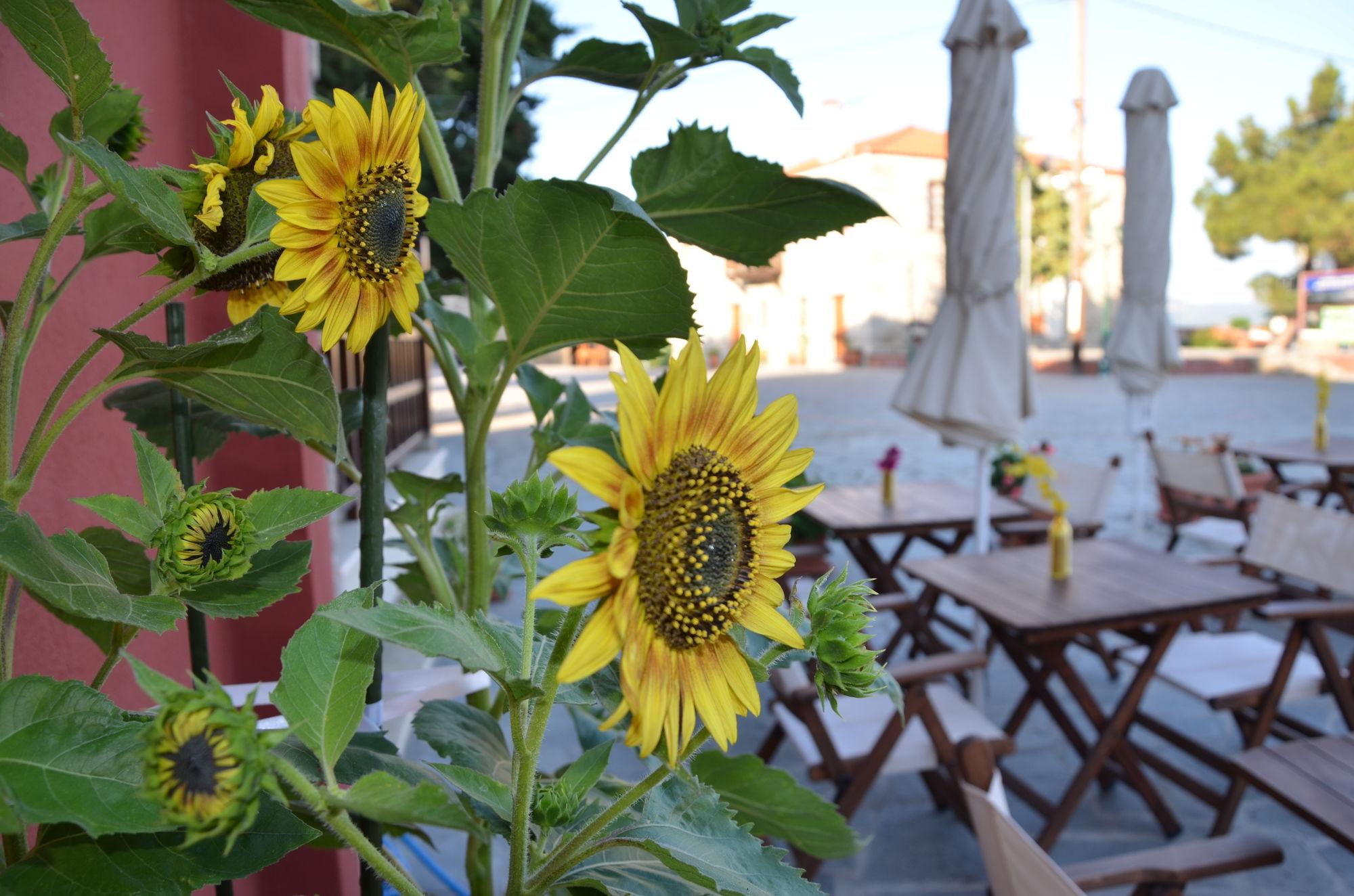 Helianthus Guesthouse Amoliani Extérieur photo